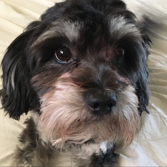 Hello 😄🐶❤️🐶 - Picture 4 of 11